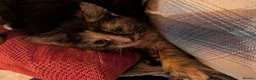 Mixed Breed cats for sale: Kittens for sale  in Stoke-on-Trent - Advert 15