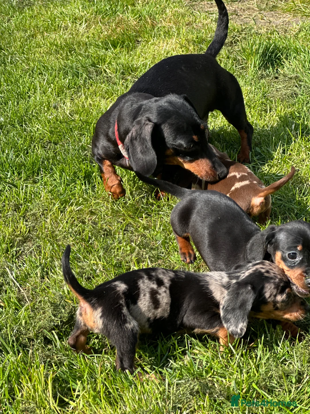 Dachshund dogs for sale: Miniature Daschunds puppies - Advert 2