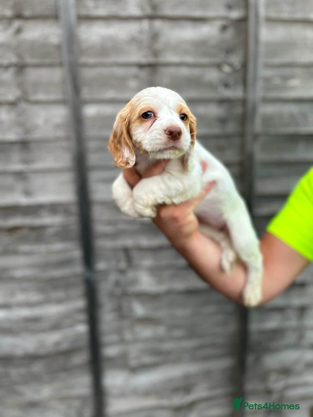 Cocker Spaniel dogs for sale: Working cocker spaniel  - Image 3