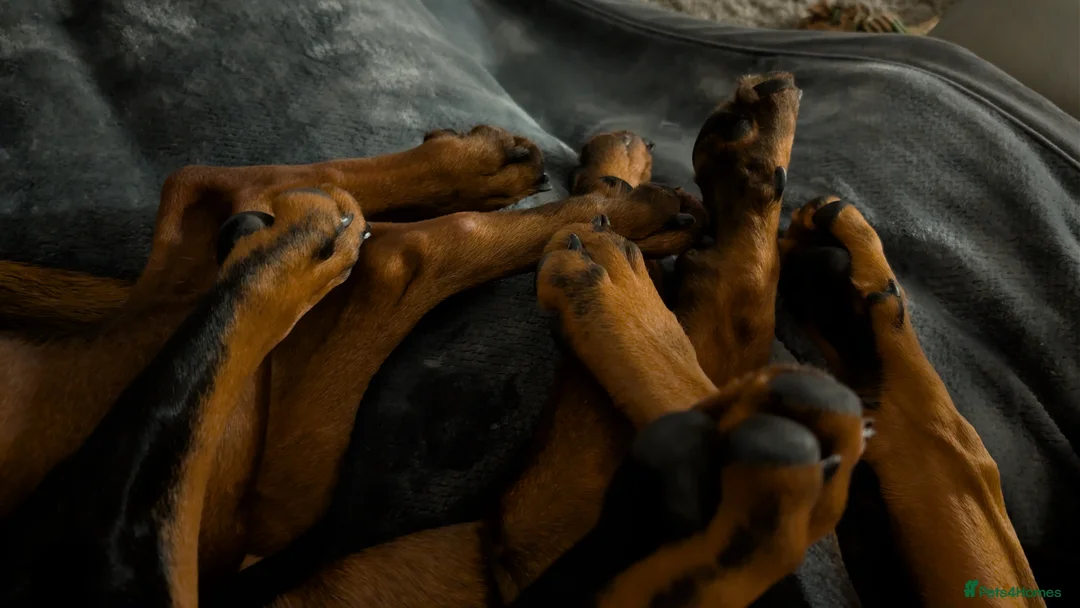 Dobermann dogs for sale: Amazing Doberman Girl 20 week old  in Skelmersdale - Advert 7