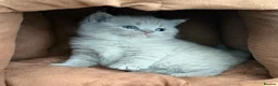 British Shorthair cats for sale: 🏆Exceptional GCCF Registered BSH Kittens🏆 - Advert 7