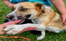German Shepherd dogs for adoption: Bentley’s Story: From Chains to Freedom - Image 6