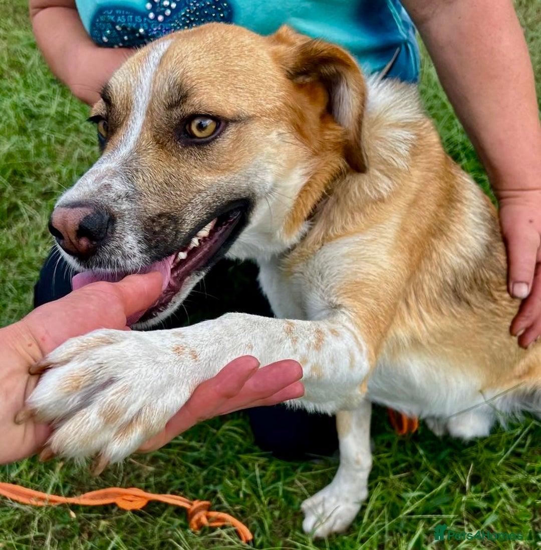 German Shepherd dogs for adoption: Bentley’s Story: From Chains to Freedom - Image 6