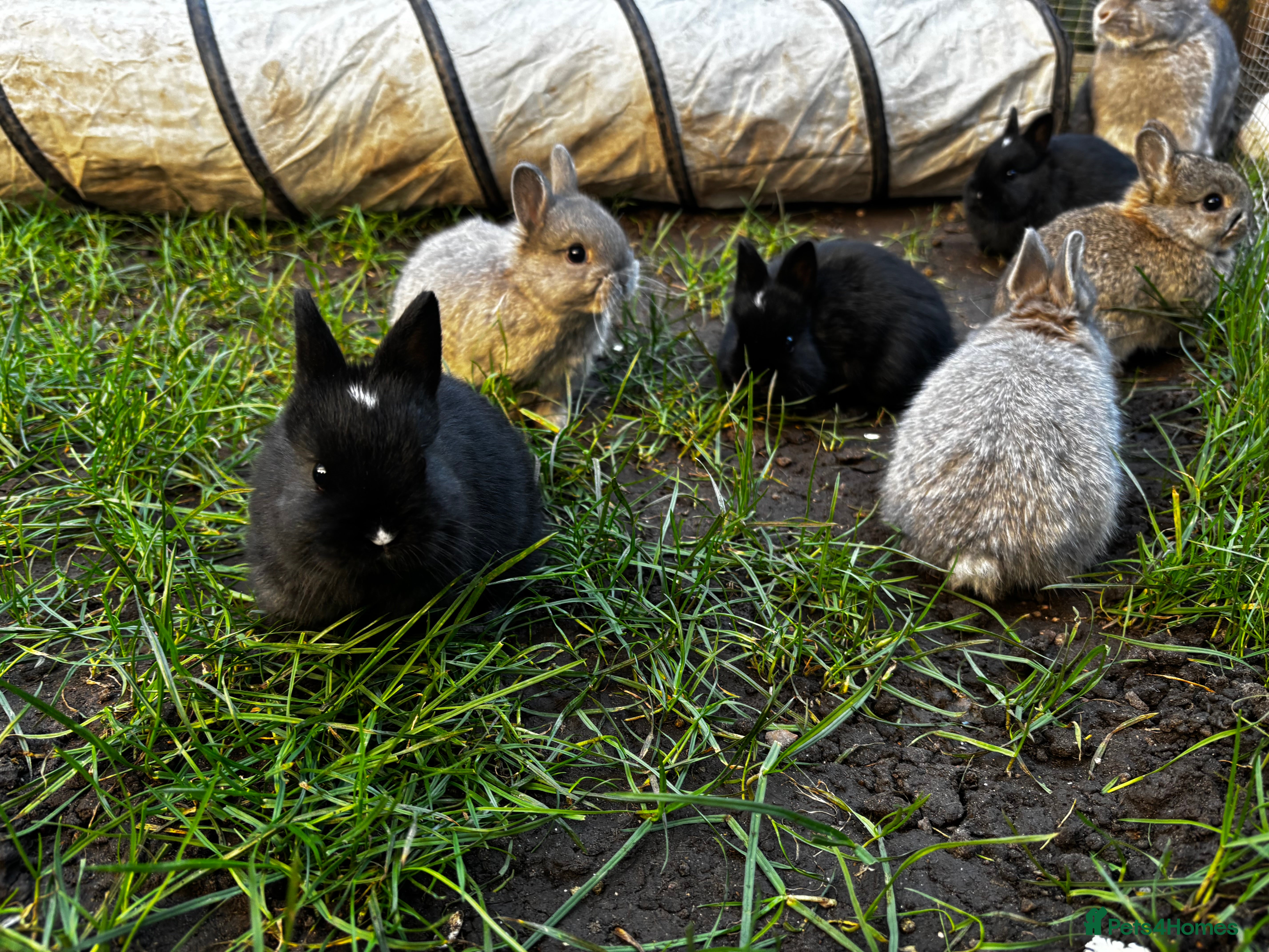 Netherland Dwarf rabbits Pure neverland dwarf rabbits  - Advert 2