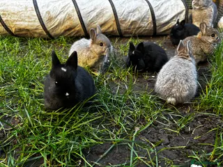 Netherland Dwarf rabbits Pure neverland dwarf rabbits - Advert 2