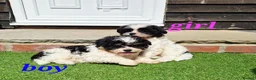 Shihpoo dogs for sale: Gorgeous puppies looking for there forever homes - Advert 5