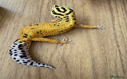 Gecko reptiles for sale: Leopard geckos  - Advert 1