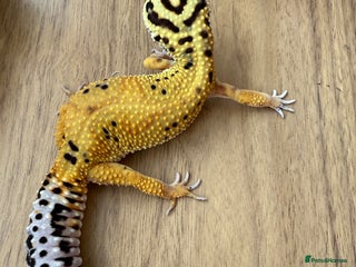 Gecko reptiles Leopard geckos - Advert 1