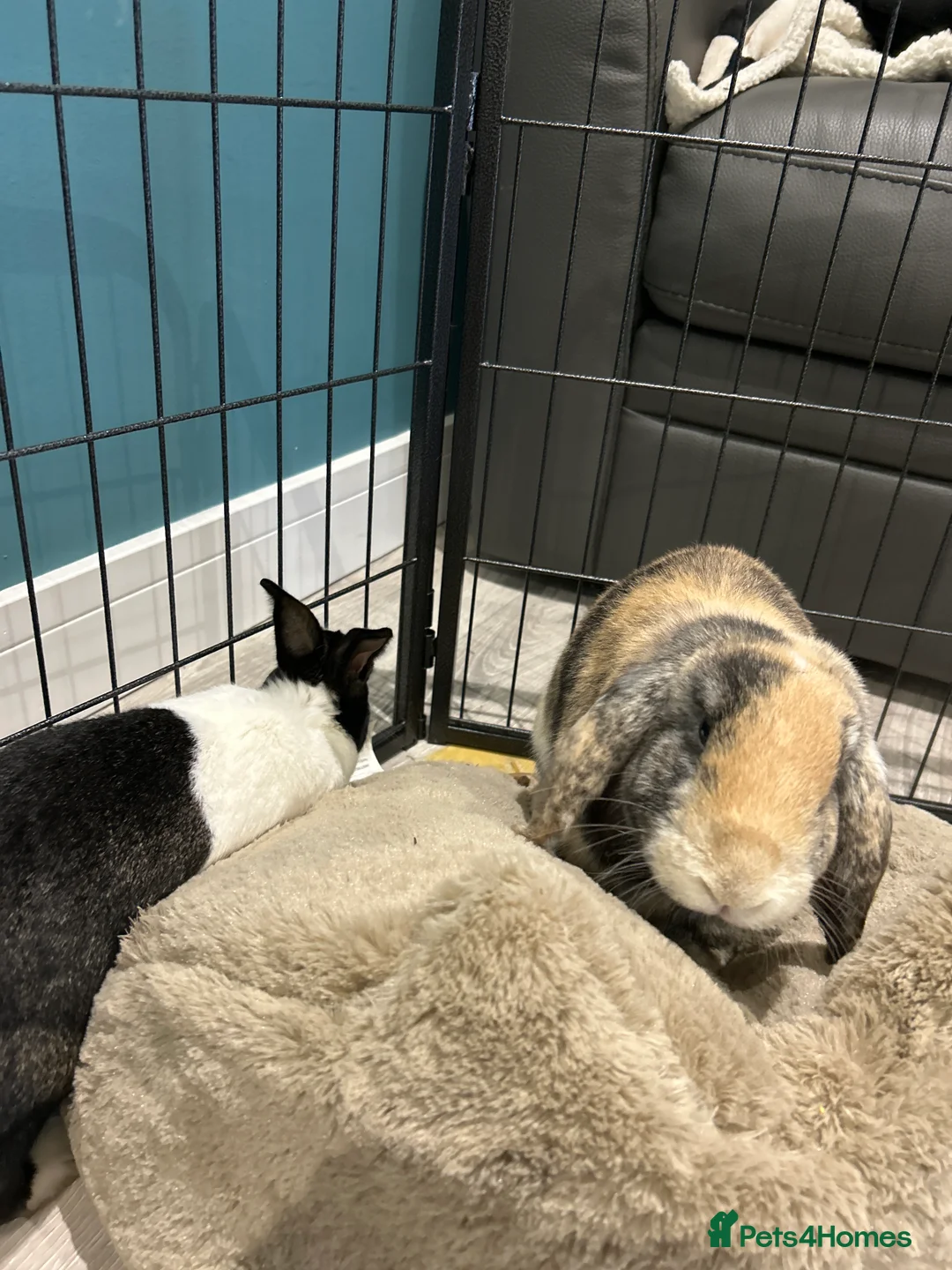 Rex rabbits for sale: Rex & Lop rabbits  - Advert 4