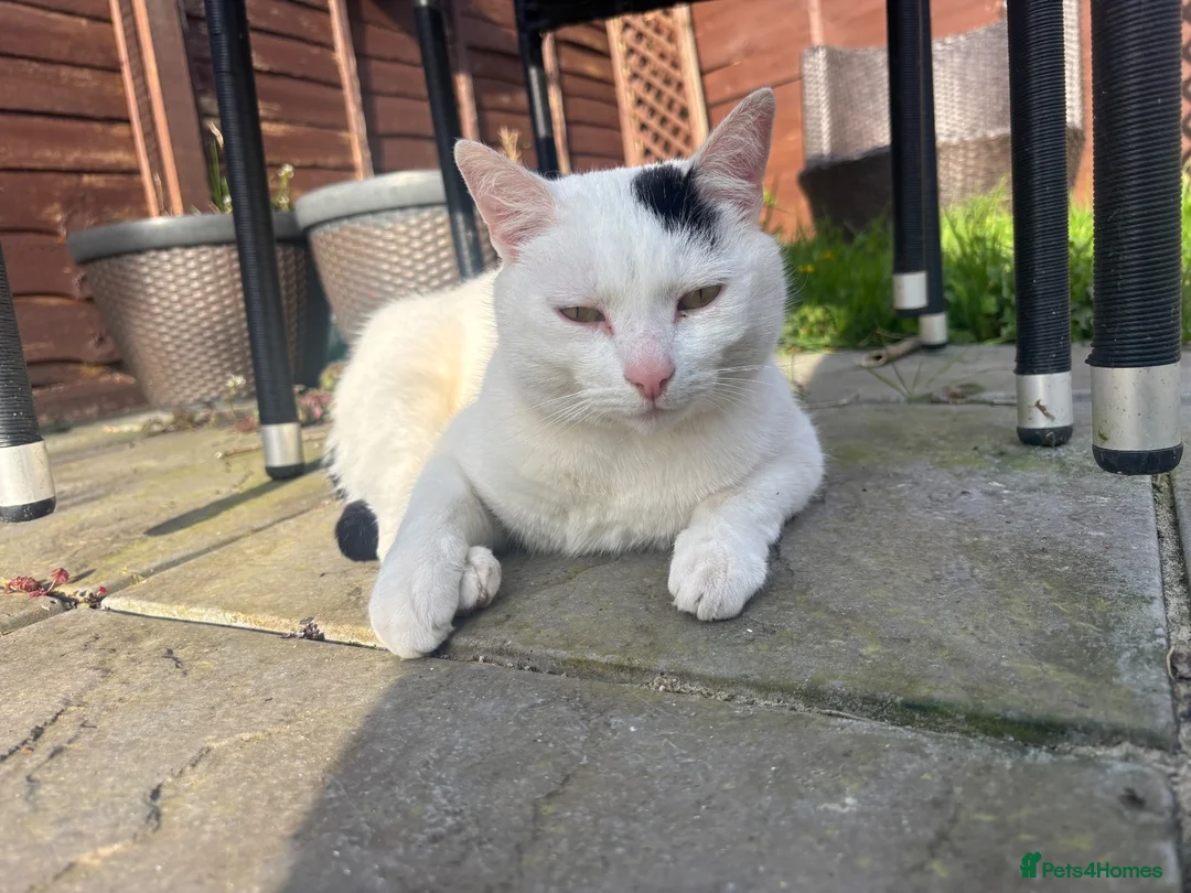 Mixed Breed cats for sale: Male Cat neutered  - Advert 1