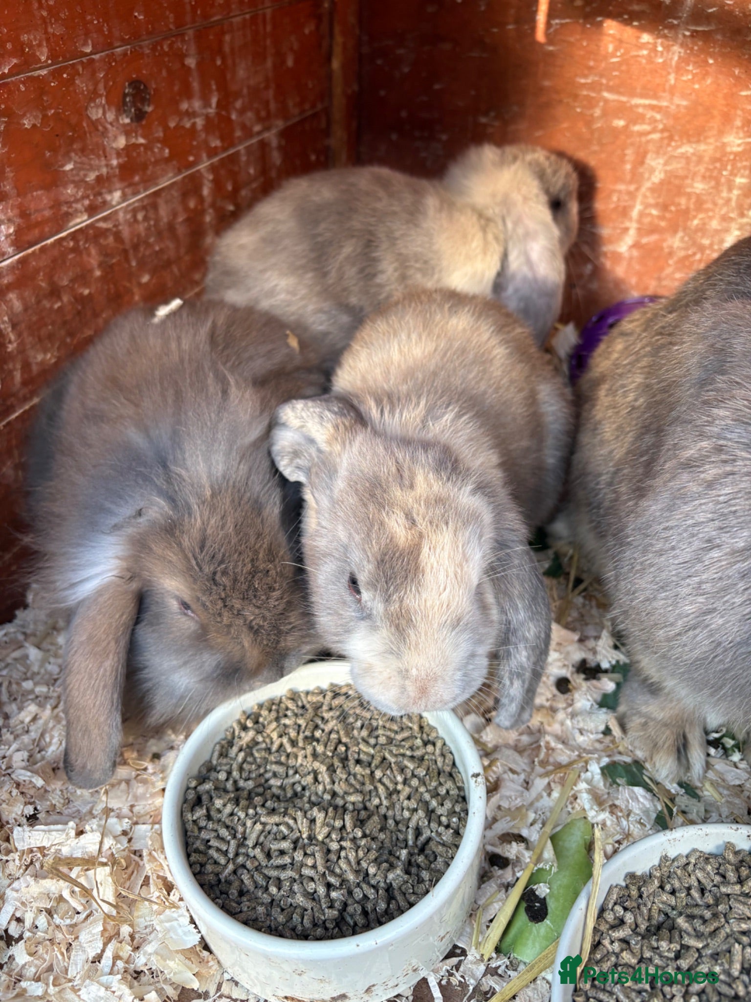 Mini Lion Lop rabbits Mini lion lop  - Advert 1