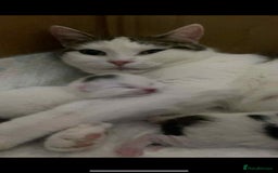 European cats for sale: Male kitten for sale - Image 6