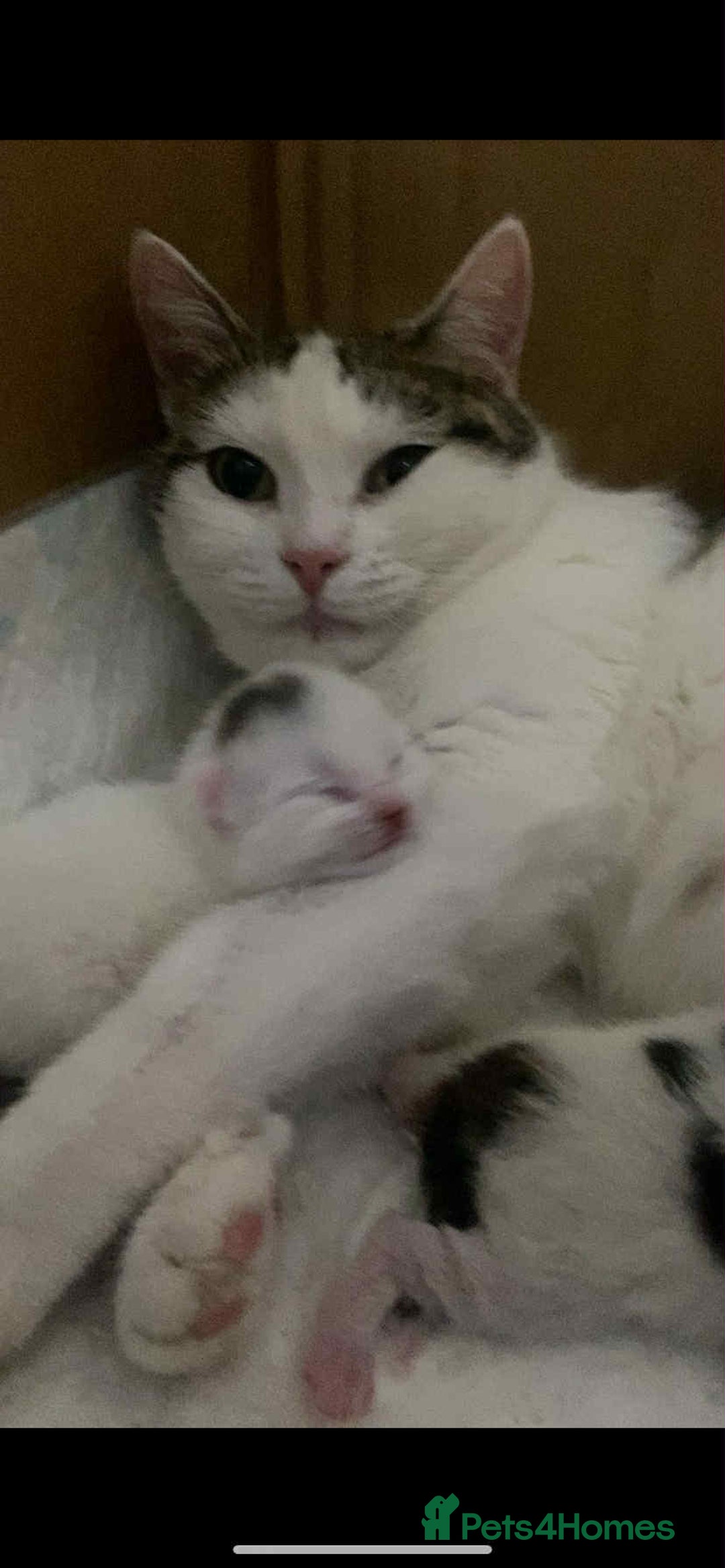 European cats for sale: Male kitten for sale - Image 6