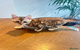 Bengal cats for sale: Stunning Bengal GIRL Kitten, TICA– ready 12/08/25 - Image 10