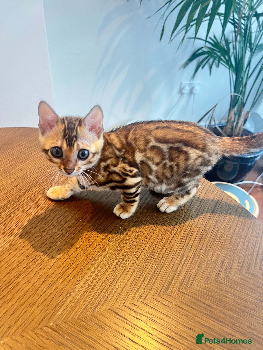 Bengal cats for sale: Stunning Bengal GIRL Kitten, TICA– ready 12/08/25 - Image 10