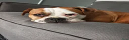 Olde English Bulldogge dogs for sale: Winnie old English bulldog  - Advert 1
