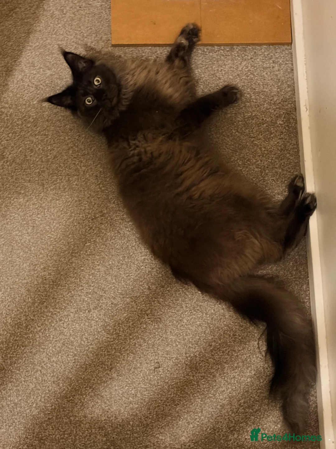 Maine Coon cats for sale: Cats for sale - Advert 2