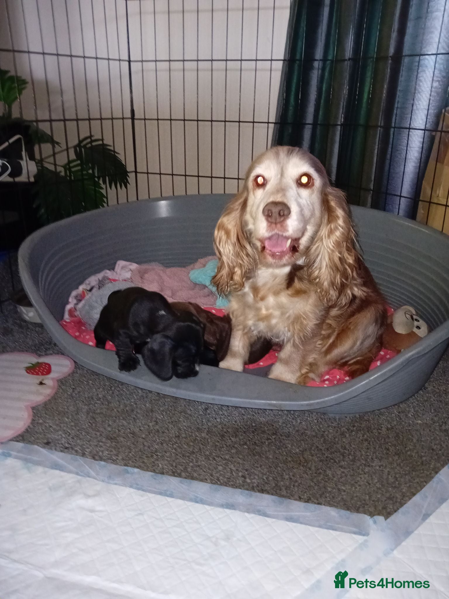 Mixed Breed dogs Doxie spaniel/docker  - Advert 15