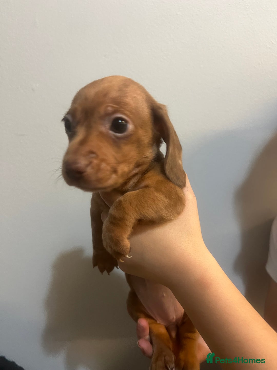 Miniature Dachshund dogs for sale: Gorgeous Miniature Dachshunds - Image 15