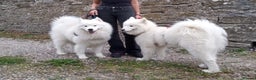 Samoyed dogs for sale: Adorable Samoyed Puppies  - Advert 9