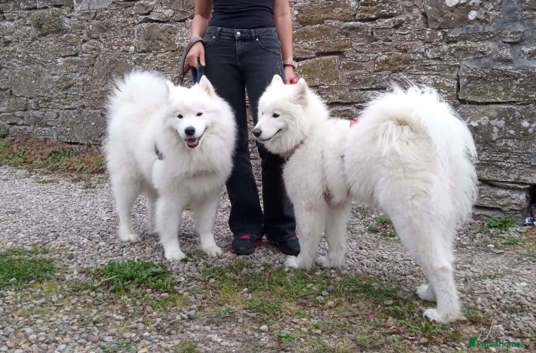 Samoyed dogs for sale: Adorable Samoyed Puppies  - Advert 9