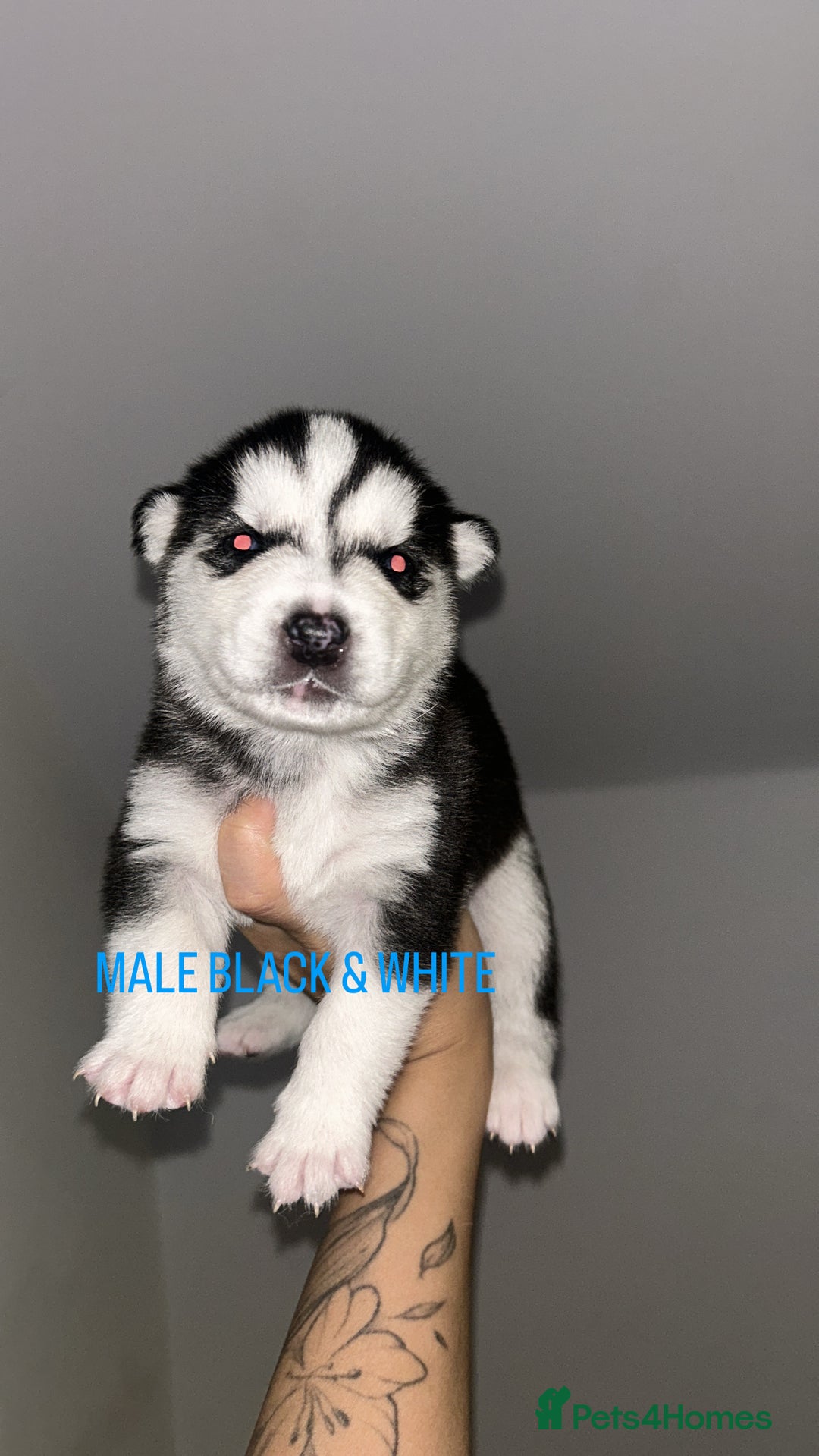 Siberian Husky dogs for sale: STUNNING PURE SIBERIAN HUSKY PUPPIES  - Advert 10