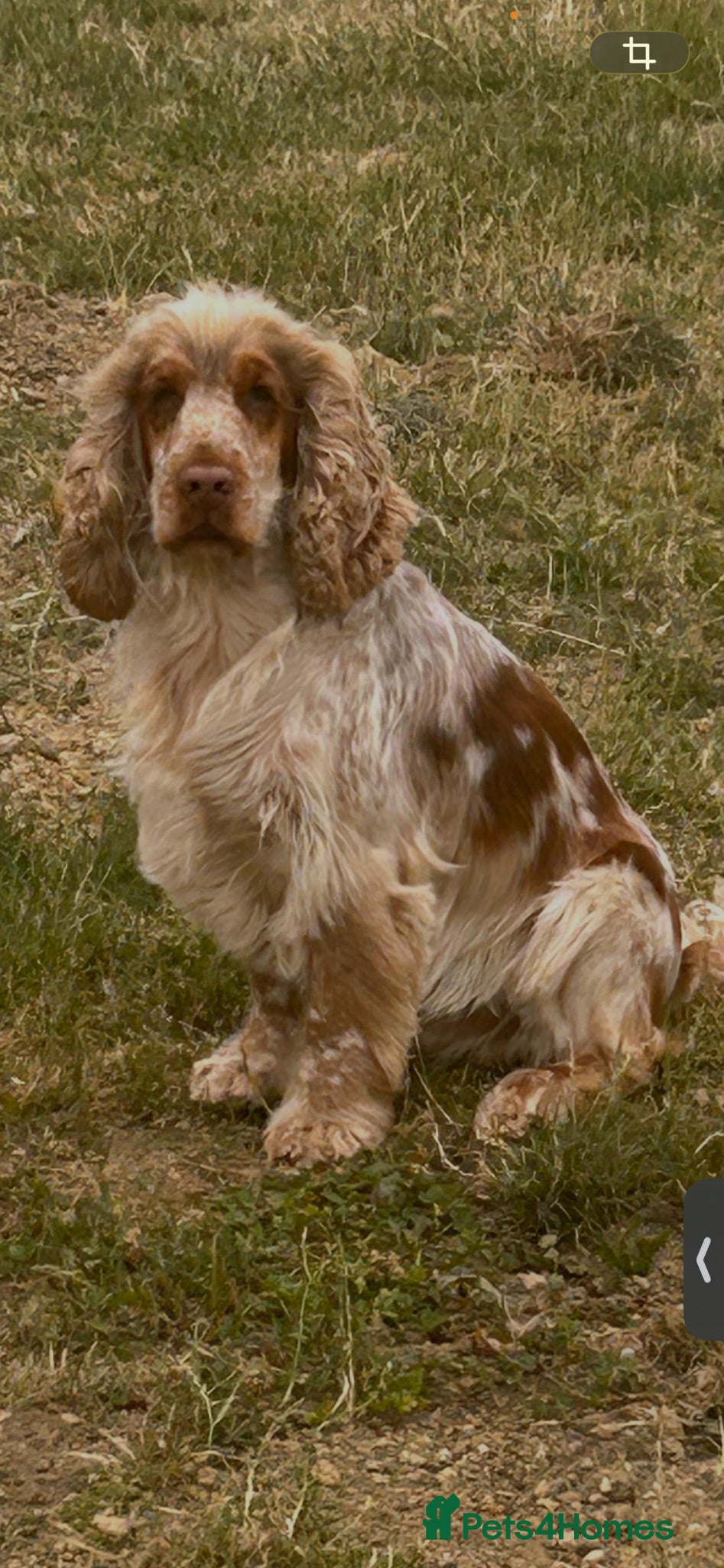 Cocker Spaniel dogs Gorgeous HEALTH CHECKED/KC Reg Show Cocker Studs - Advert 23