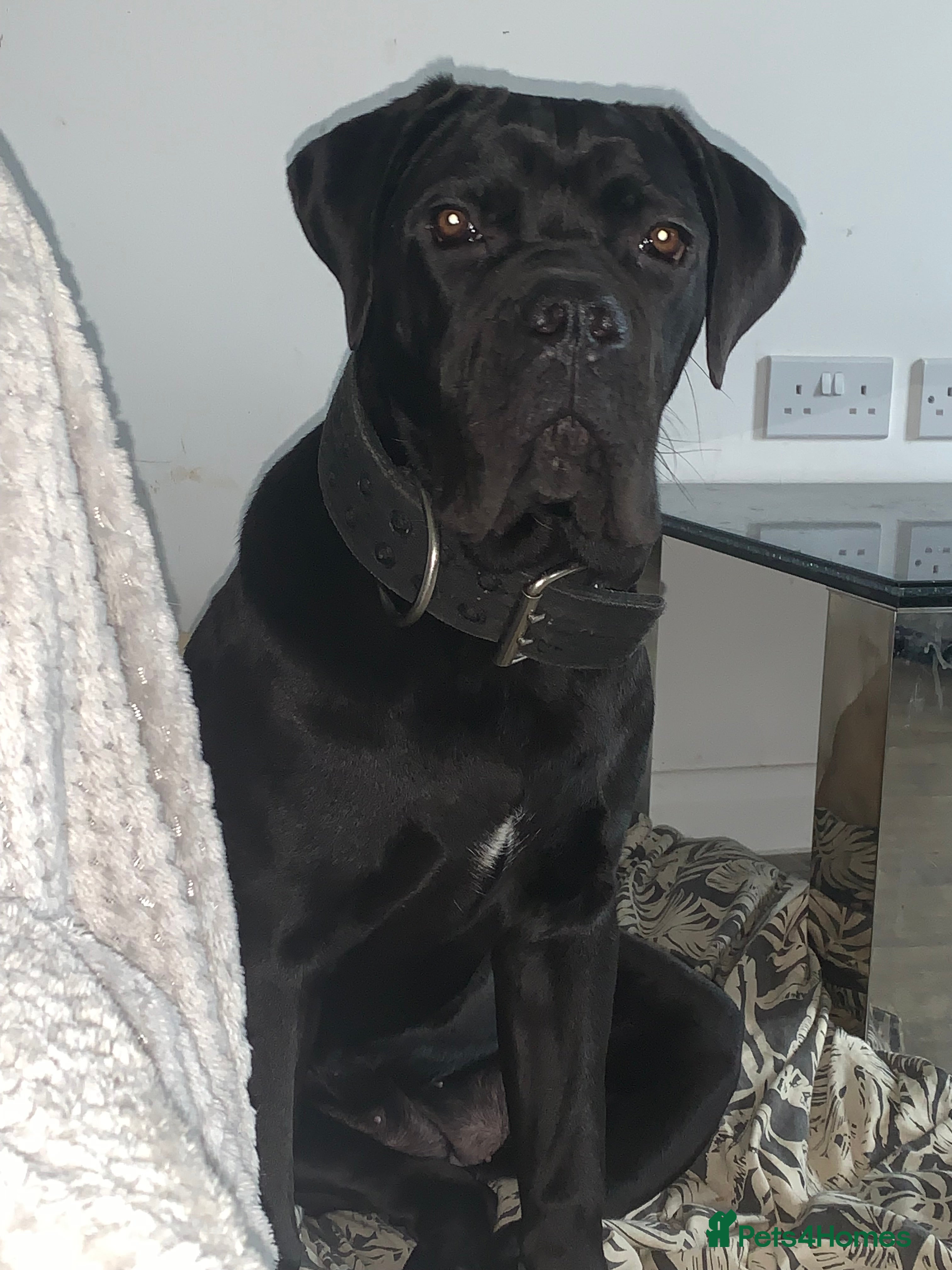 Cane Corso dogs Comfort the gorgeous cane corso  - Advert 1