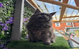 Maine Coon cats for sale: Giant Maine Coon! 20+ Generation Champion Heritage - Image 9