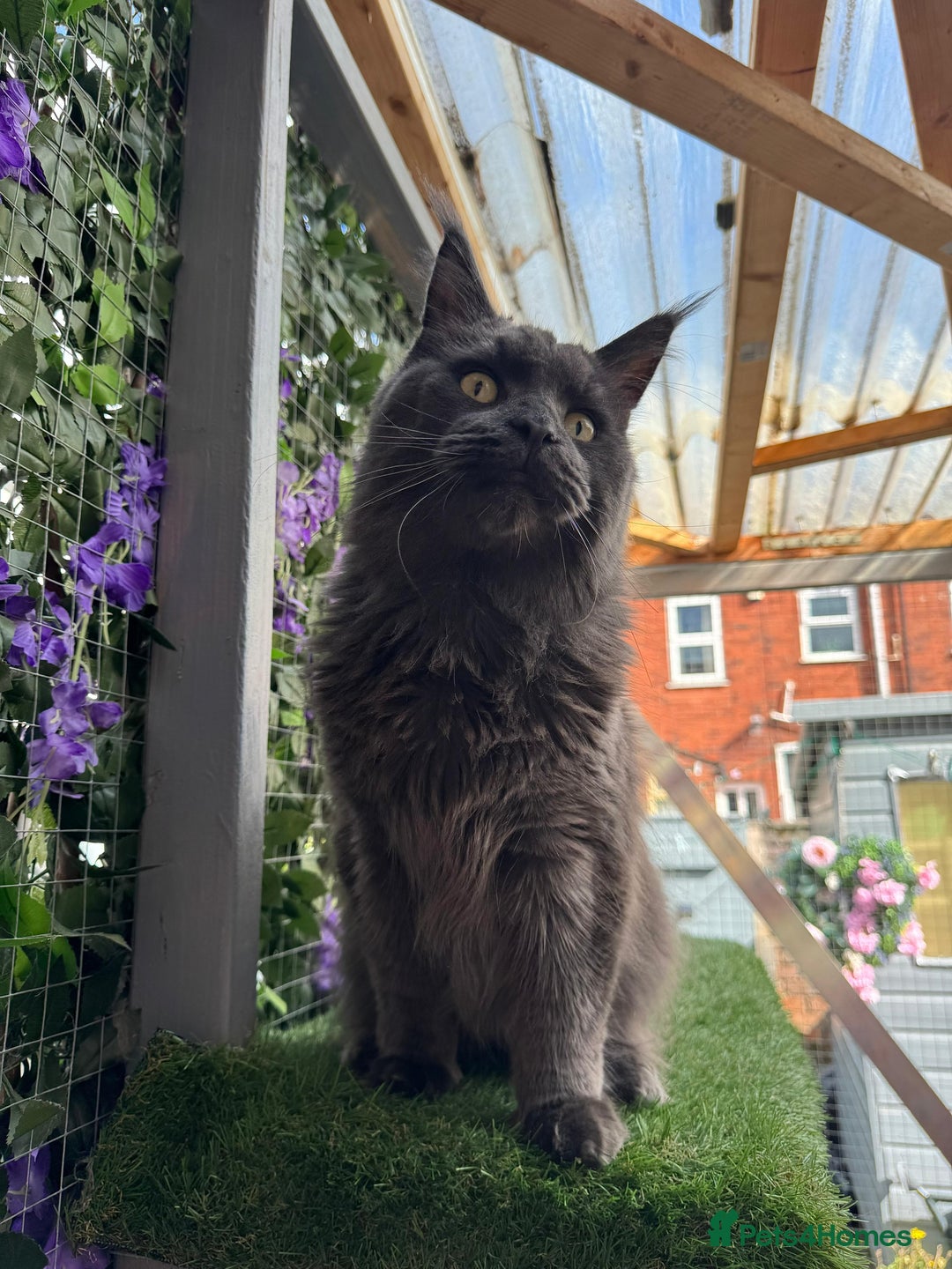 Maine Coon cats for sale: Giant Maine Coon! 20+ Generation Champion Heritage - Image 9