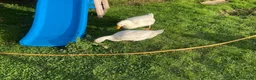 Ducks poultry for sale: Selling bonded ducks adult  pair . Age 10 months . - Advert 3