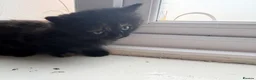 Mixed Breed cats for sale: 2 beautiful kittens for sale  - Advert 2