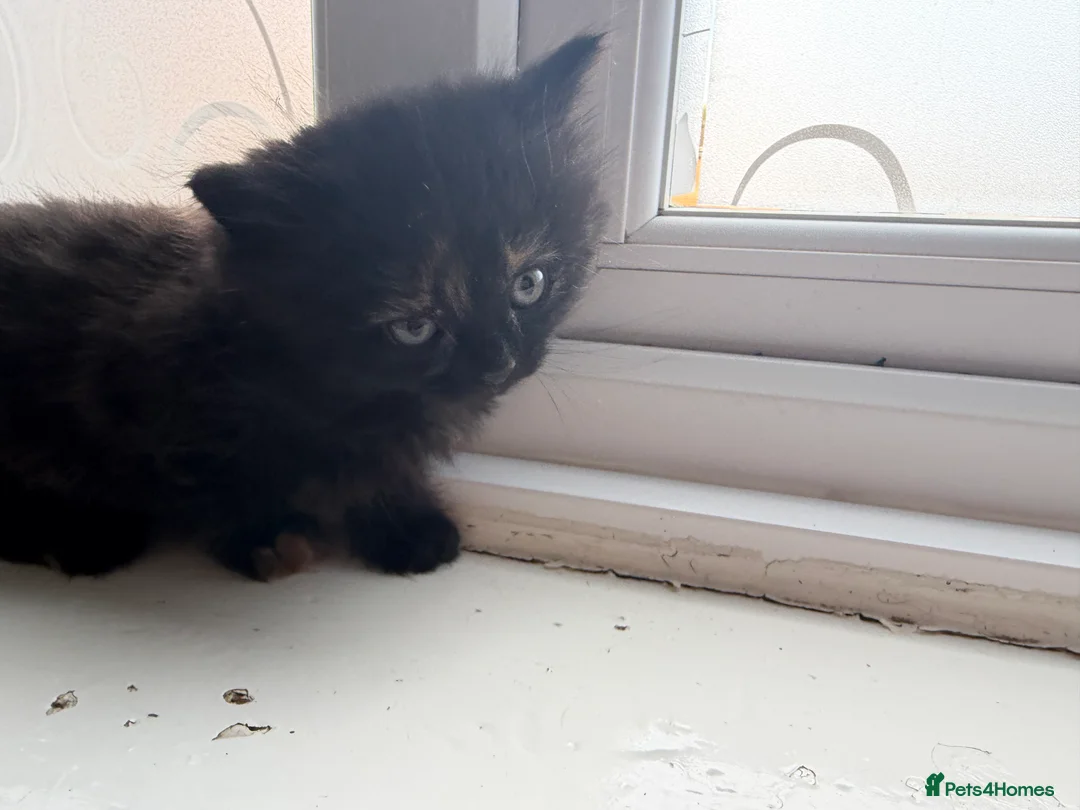 Mixed Breed cats for sale: 2 beautiful kittens for sale  - Advert 2
