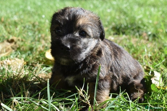 Jack Russell dogs Gorgeous Rough Coated Jack Russell Puppies - Advert 13