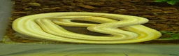 Mixed Breed reptiles for sale: Ball Pythons And Corn Snake For Sale - Advert 4