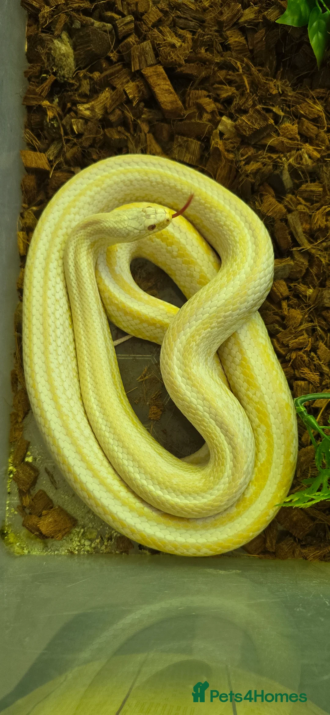 Mixed Breed reptiles for sale: Ball Pythons And Corn Snake For Sale - Advert 2