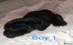 Mixed Breed dogs for sale: FROCKERS. (French bulldog cross cocker spaniel) - Image 11