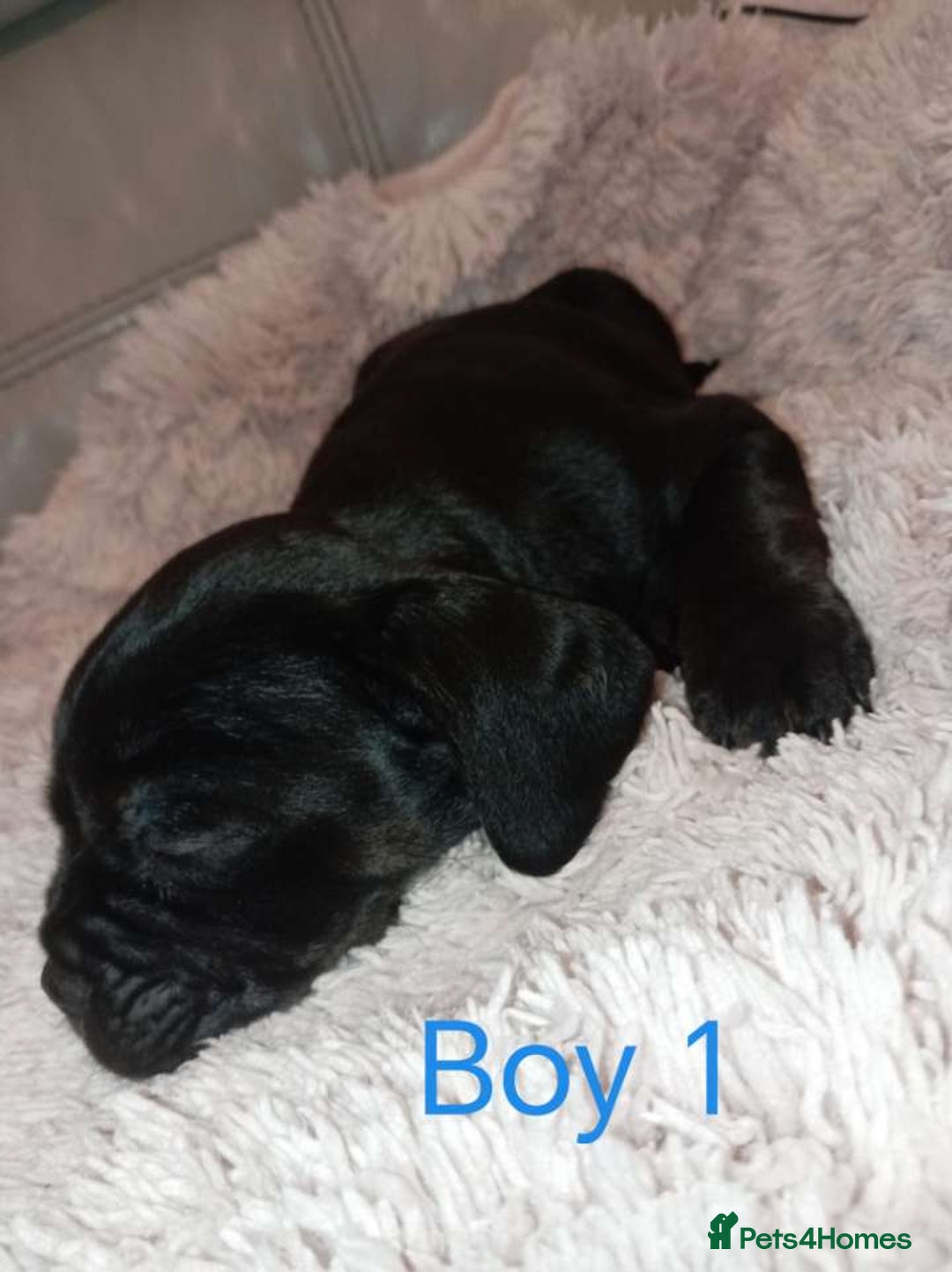 Mixed Breed dogs for sale: FROCKERS. (French bulldog cross cocker spaniel) - Image 11