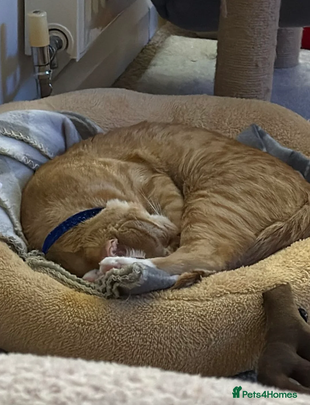 British Shorthair cats for sale: Ginge - Advert 2