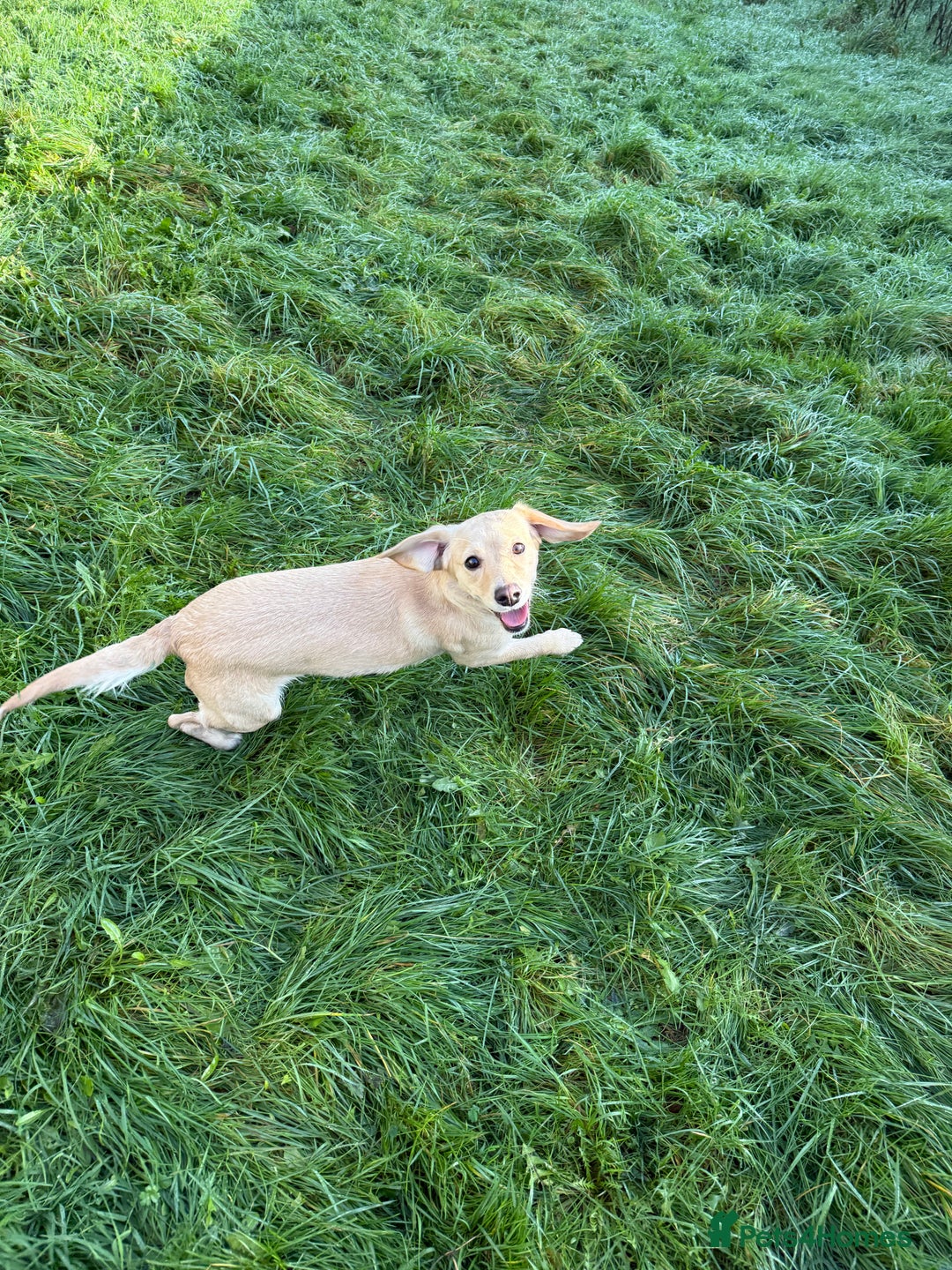 Mixed Breed dogs for sale: Peach - Advert 5