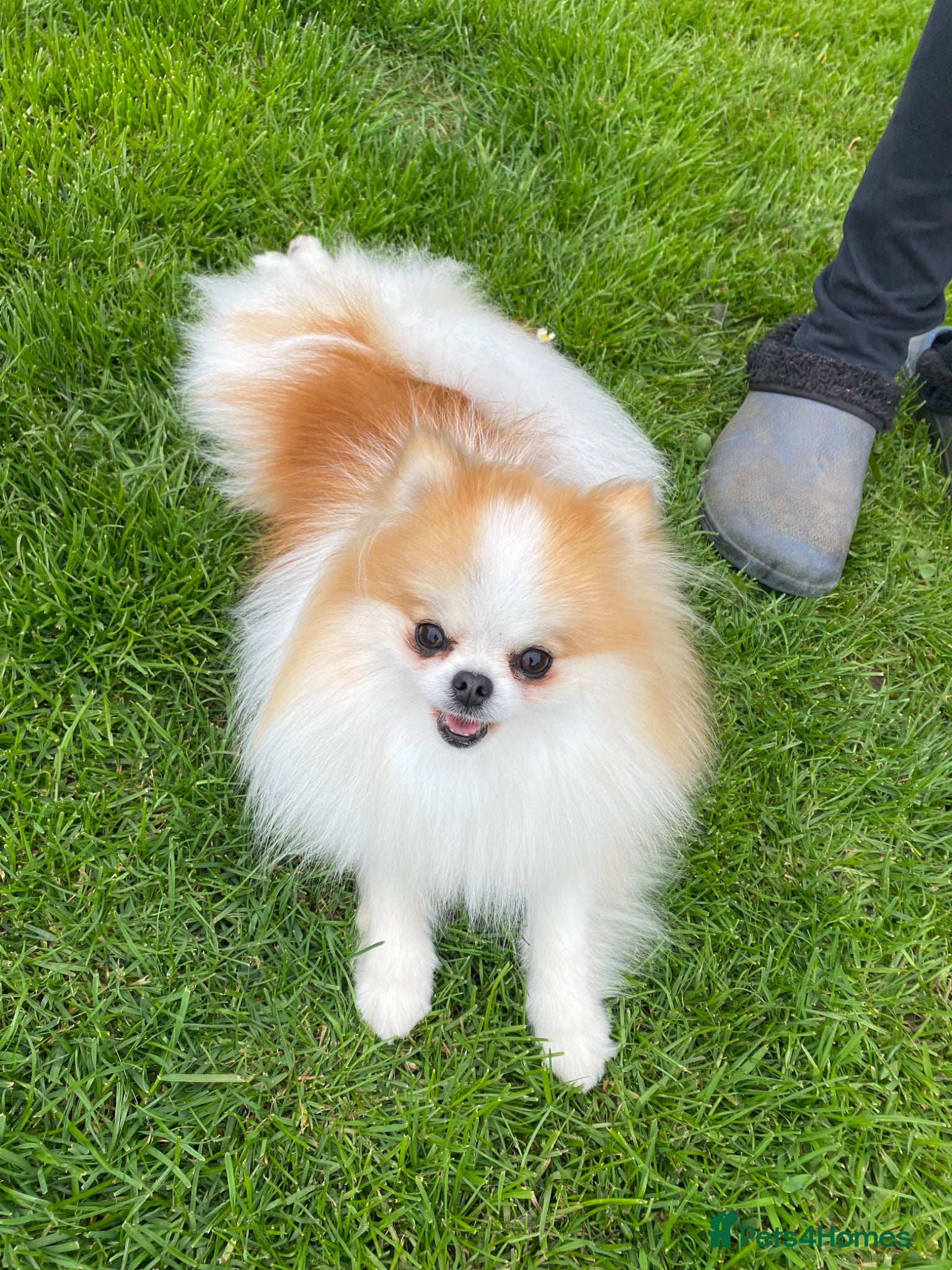 Pomeranian dogs KC Registered Female Pomeranian  - Advert 13