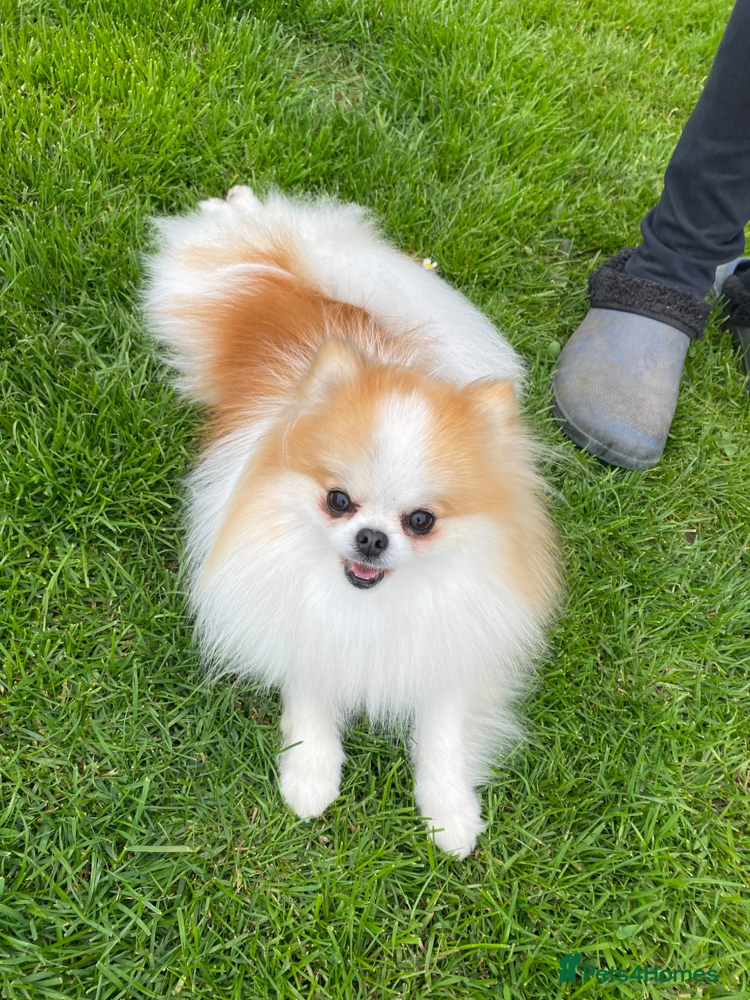 Pomeranian dogs for sale: KC Registered Female Pomeranian  - Advert 1