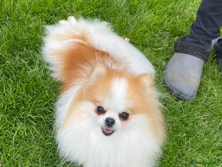 Pomeranian dogs KC Registered Female Pomeranian - Advert 13