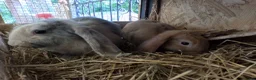 Dwarf Lop rabbits for sale: Beautiful Dwarf Lop Bunnies - Advert 6