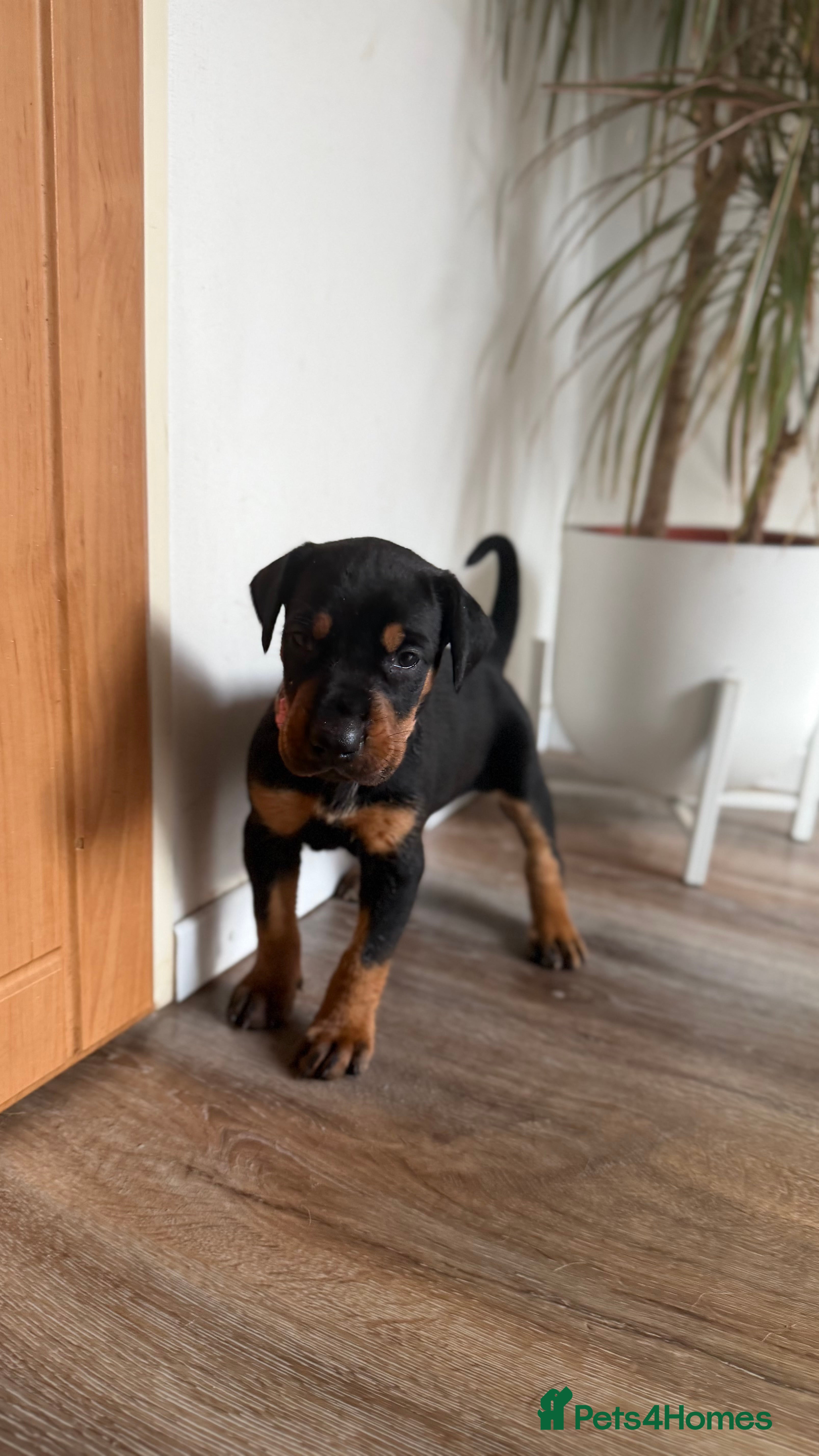 Mixed Breed dogs Stunning Dobermann X Huntaway Puppies ✨ - Advert 2