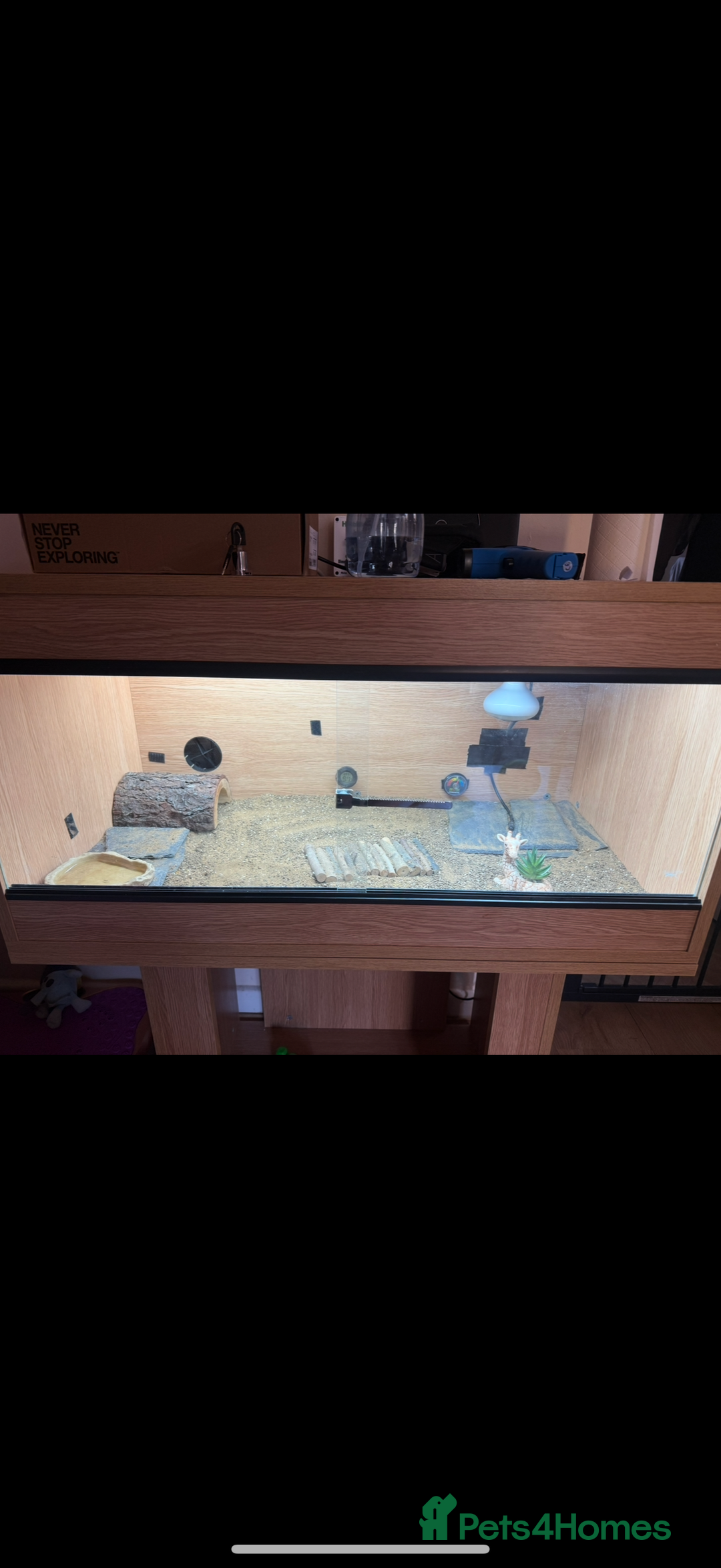 Tortoise reptiles for sale: Redfoot - Image 4