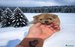 Pomeranian dogs for sale: Teddy Bear poms  - Advert 15