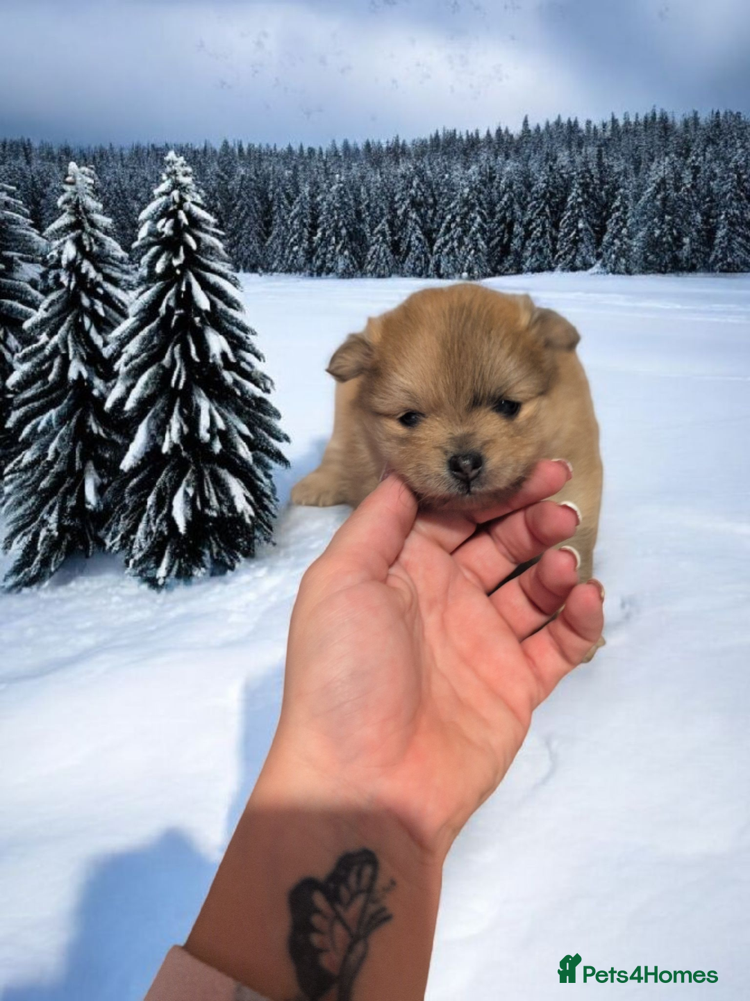 Pomeranian dogs for sale: Teddy Bear poms  - Advert 15