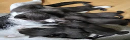 Domestic Shorthair cats for sale: Ready to Fly the Nest  - Advert 2