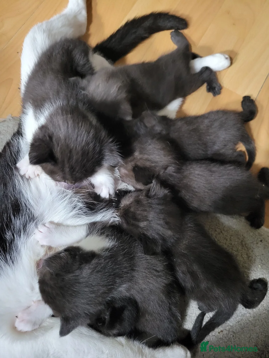 Domestic Shorthair cats for sale: Ready to Fly the Nest  - Advert 2
